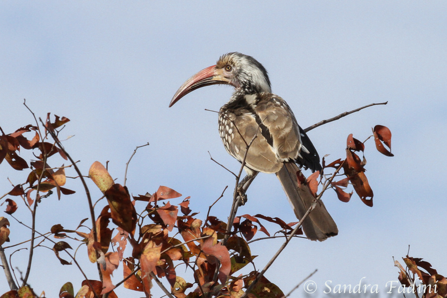 Rotschnabeltoko (Tockus erythrorhynchus) 01 - Botswana