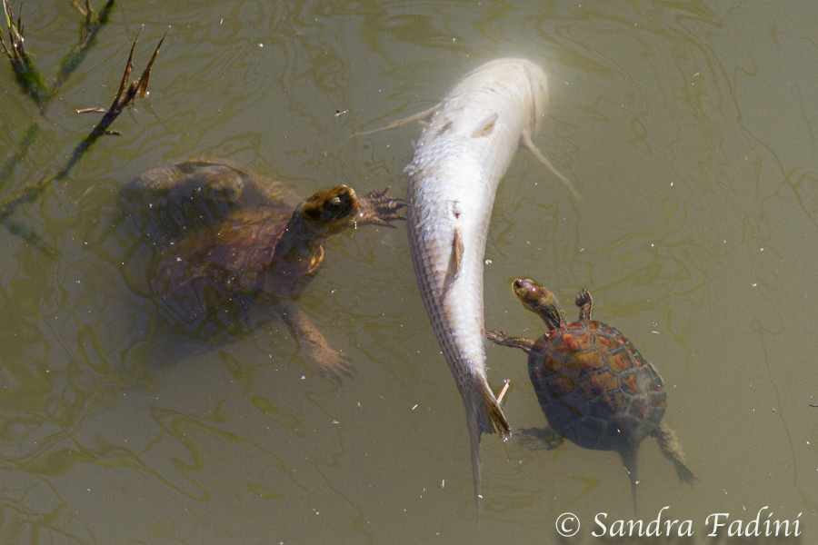 Spanische Wasserschildkröten (Mauremys leprosa) 04 - Spanien