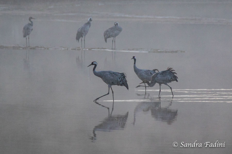 Kranich (Grus grus) 10 - im Morgengrauen