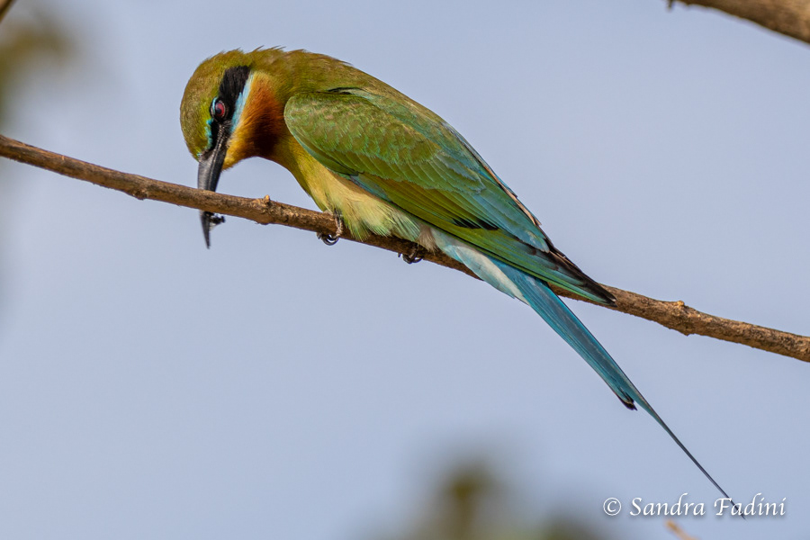Blauschwanzspint (Merops philippinus) 06 - Sri Lanka