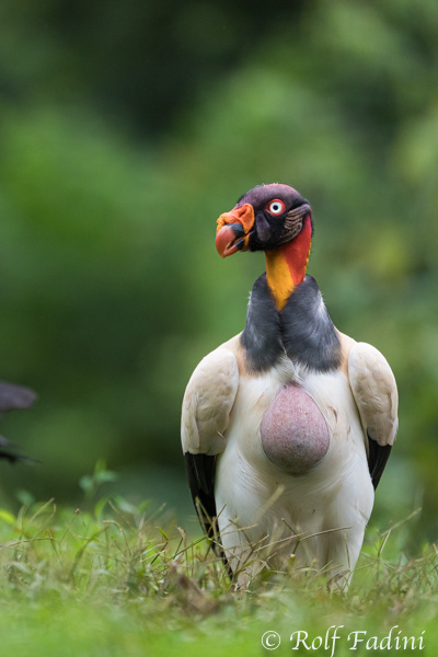 Königsgeier (Sarcoramphus papa) 08 - Costa Rica
