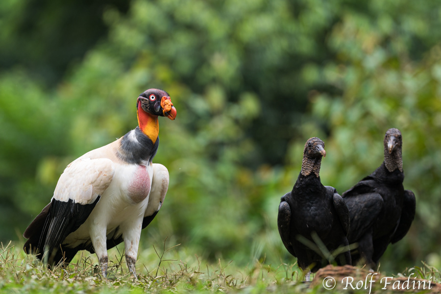 Königsgeier (Sarcoramphus papa) 06- Costa Rica
