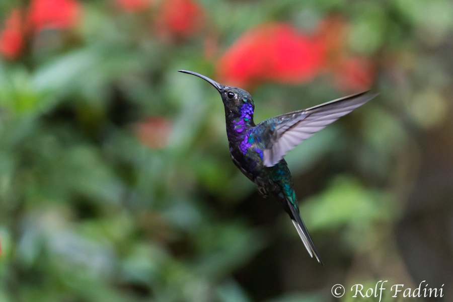 Violettdegenflügel (Campylopterus hemileucurus) 07 - Costa Rica