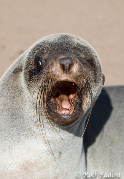 Südafrikanischer Seebär (Arctocephalus pusillus) 16 - Namibia