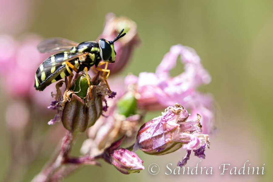 Gemeine Wespenschwebfliege (Chrysotoxum cautum) 01