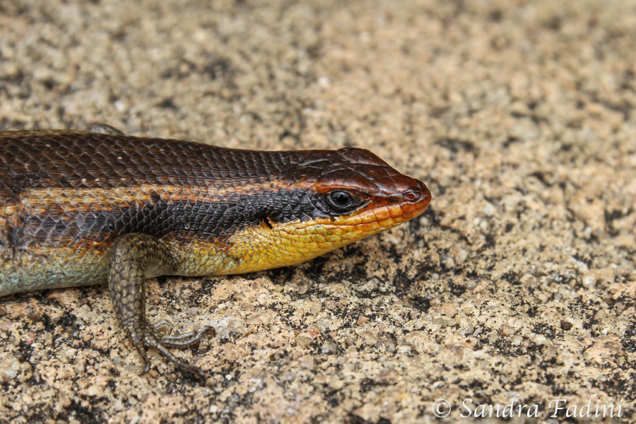 Afrikanischer Streifenskink (Trachylepis striata wahlbergi) 02 - Sambia