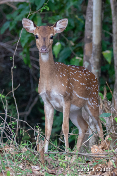Axishirsch (Axis axis) 03 - Jungtier (Sri Lanka)