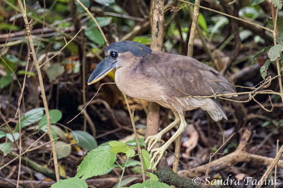 Kahnschnabel (Cochlearius cochlearius) 03 - Costa Rica