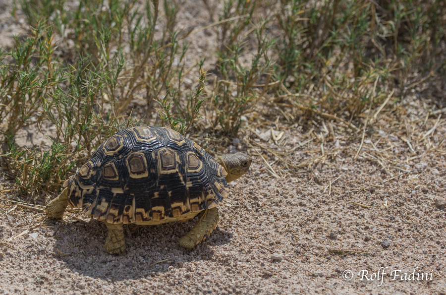 Pantherschildkröte (Stigmochelys pardalis) 02 - Namibia