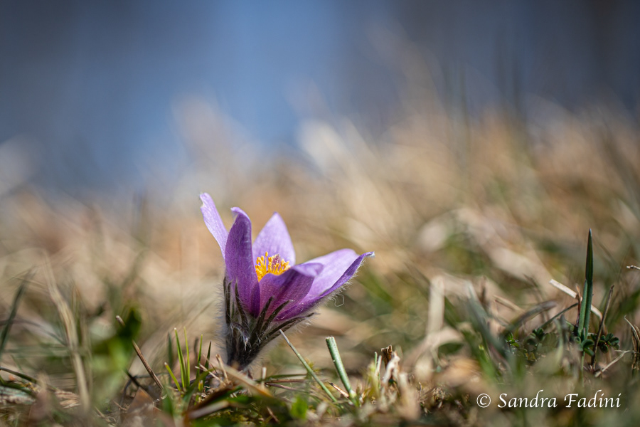 Gewöhnliche Küchenschelle (Pulsatilla vulgaris) 04 