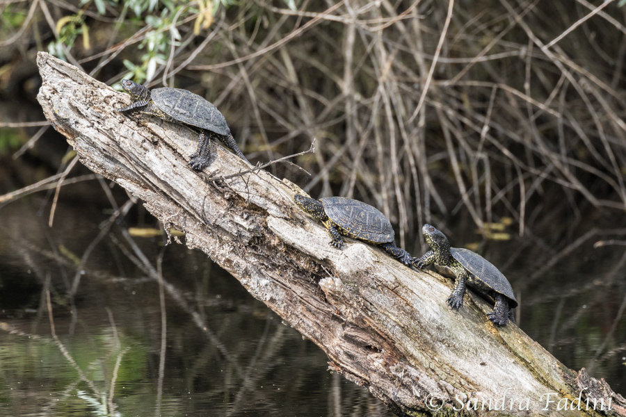 Europäische Sumpfschildkröte (Emys orbicularis) 01 - Rumänien