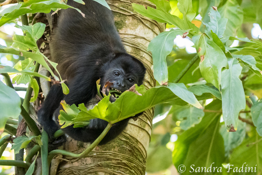 Mantelbrüllaffe (Alouatta palliata) 20 - Jungtier (Costa Rica)