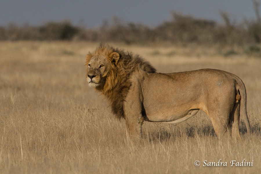 Löwe (Panthera leo) 22 - Männchen (Namibia)