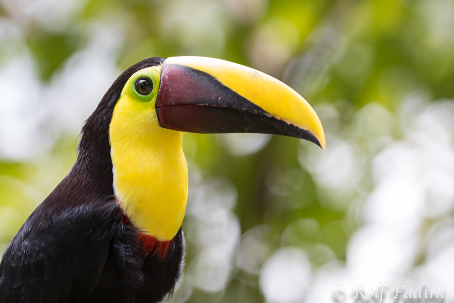 Goldkehltukan (Ramphastos ambiguus) 01 - Costa Rica