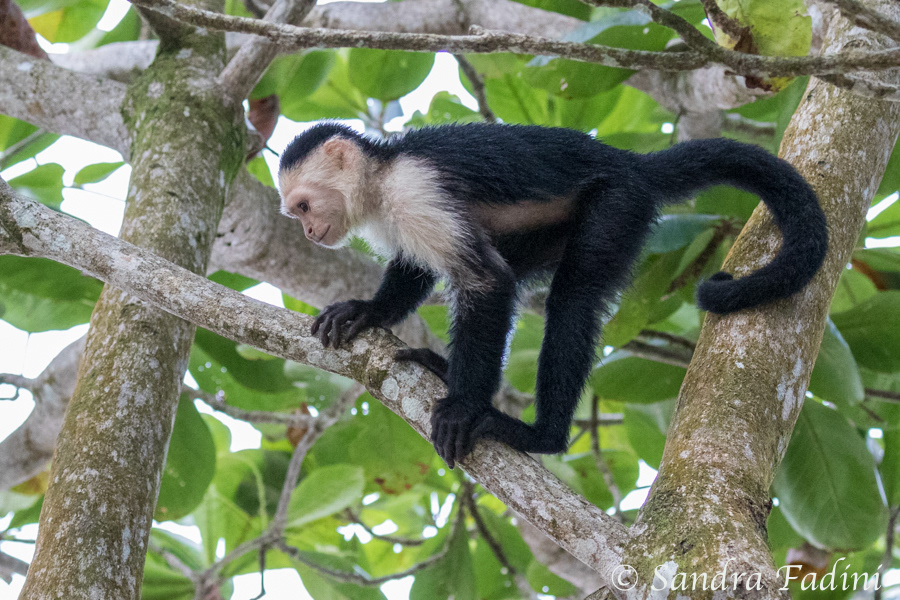 Weißschulterkapuzineraffe (Cebus capucinus) 03 - Costa Rica