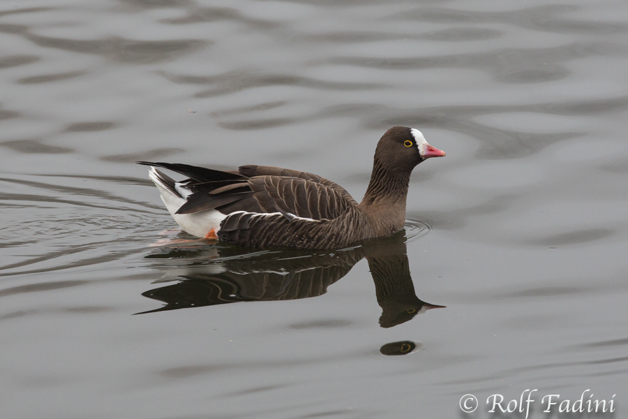 Zwerggans (Anser erythropus) 05