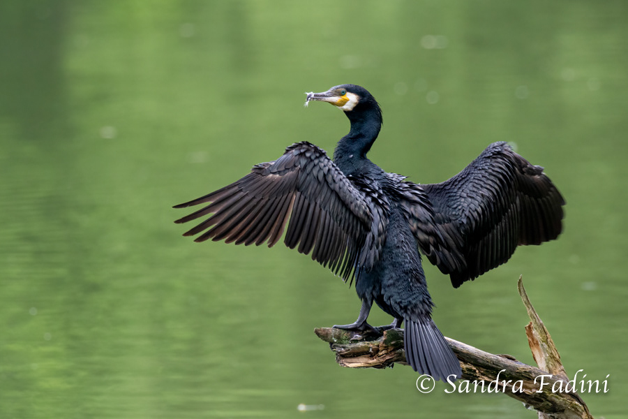 Kormoran (Phalacrocorax carbo) 08