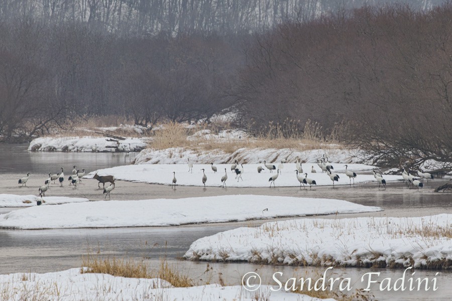 Mandschurenkranich (Grus japonensis) 09 - Schlafplatz (Japan)