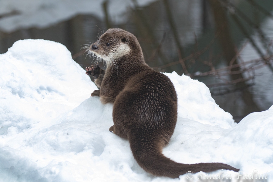 Eurasischer Fischotter (Lutra lutra) 05 - captive