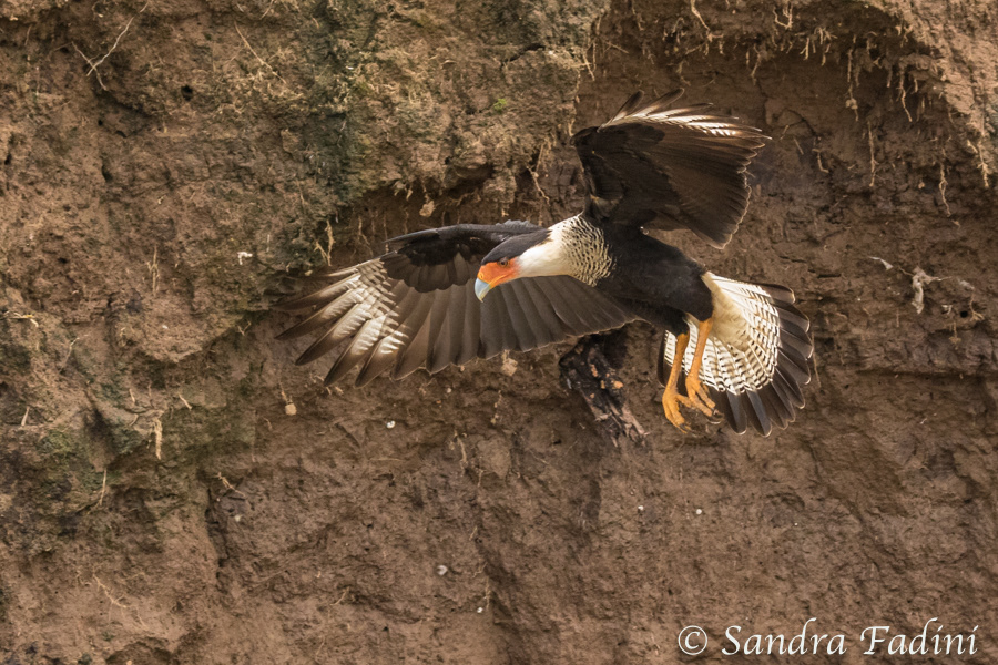 Karibikkarakara (Caracara cheriway) 01 - Costa Rica