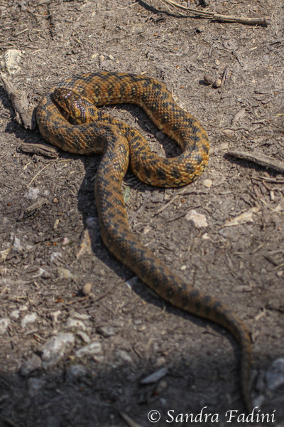 Vipernatter (Natrix maura) 01 - Spanien