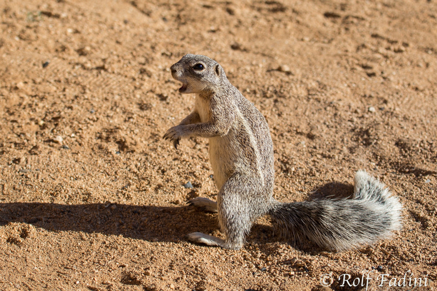 Kap-Borstenhörnchen (Xerus inauris) 02 - Namibia