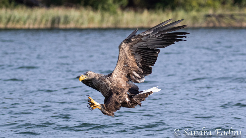 Seeadler (Haliaeetus albicilla) 04