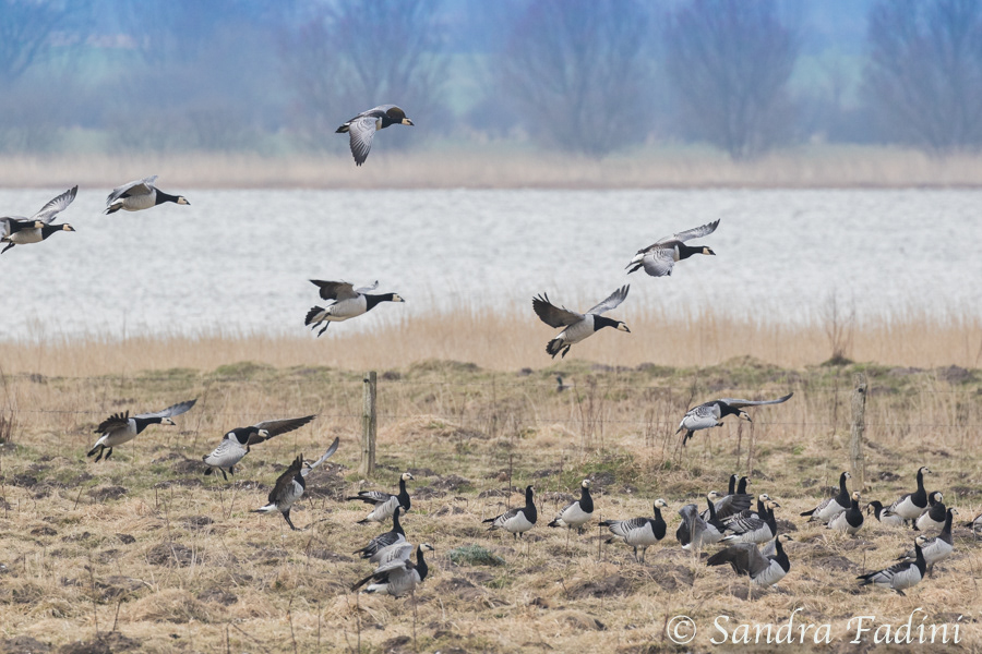 Nonnengans (Branta leucopsis) 01
