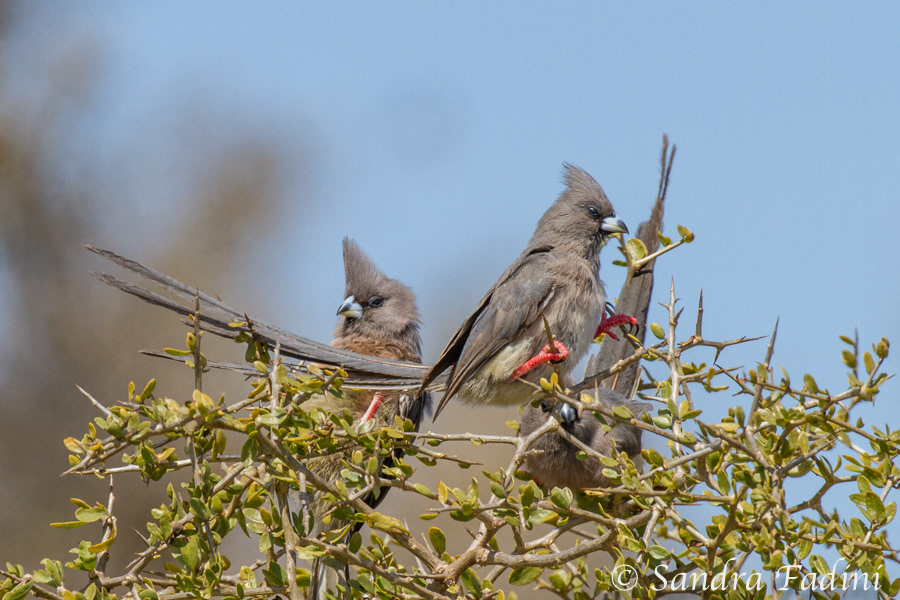 Braunflügel-Mausvogel (Colius striatus) 01 - Südafrika