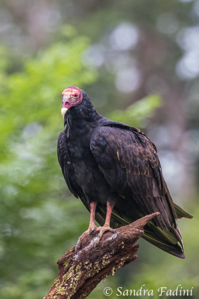 Truthahngeier (Cathartes aura) 02 - Costa Rica