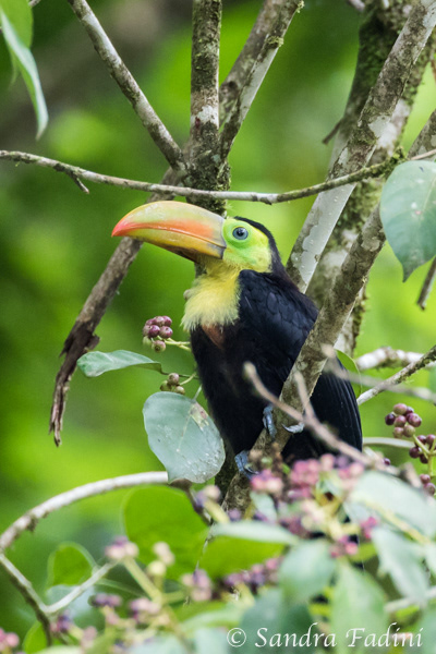 Fischertukan (Ramphastos sulfuratus) 01 - Costa Rica