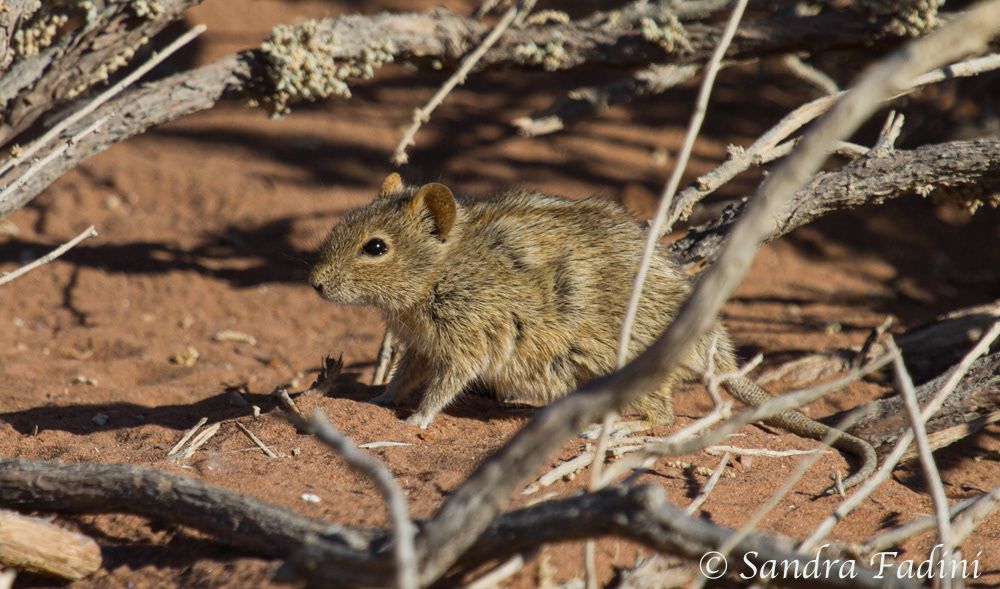 Brants’ Pfeifratte (Parotomys brantsii) 01 - Namibia