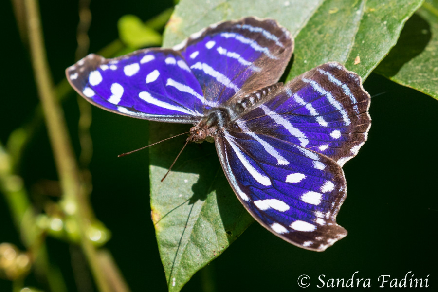 Fleck- Schillerfalter (Myscelia cyaniris) 01 - Costa Rica