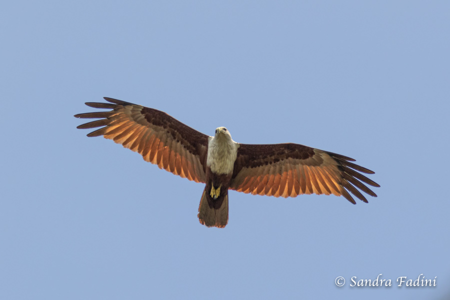 Brahminenweih (Haliastur indus) 02 - Sri Lanka