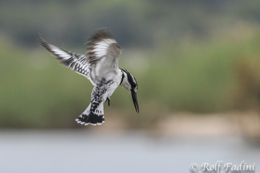 Graufischer (Ceryle rudis) 03 - Simbabwe