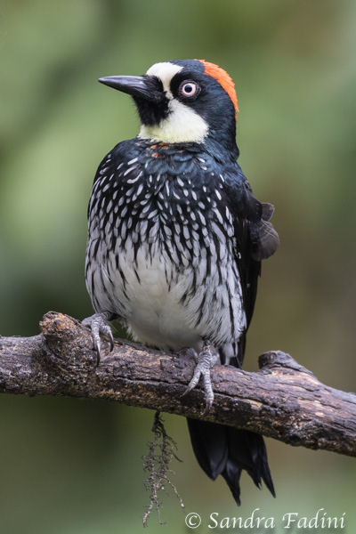 Eichelspecht (Melanerpes formicivorus) 01 - Costa Rica