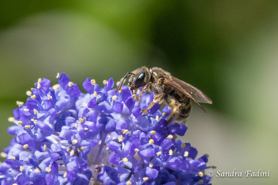 Gebänderte Furchenbiene (Halictus tumulorum) 01