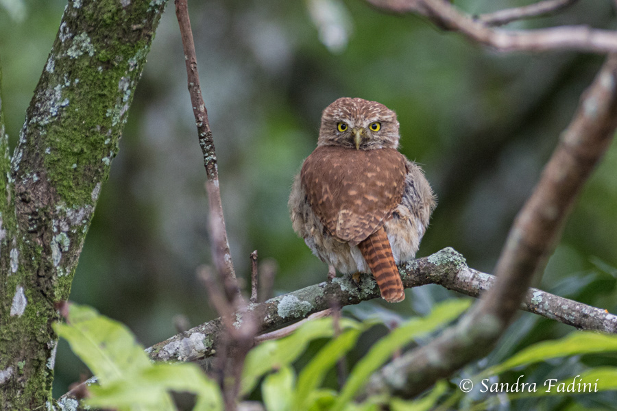 Costa Rica-Sperlingskauz (Glaucidium costaricanum) 02 - Costa Rica