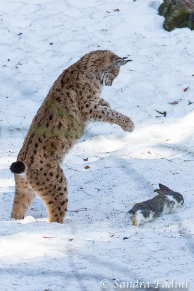 Eurasischer Luchs (Lynx lynx) 10 - captive