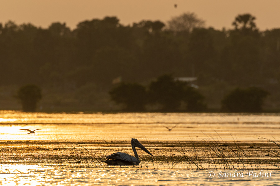 Graupelikan (Pelecanus philippensis) 05 - bei Sonnenuntergang (Sri Lanka)