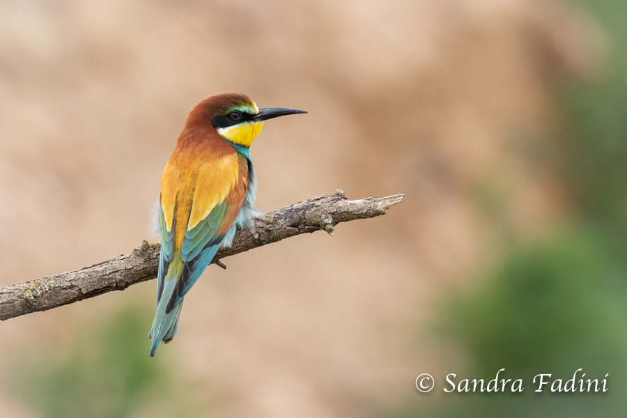 Bienenfresser (Merops apiaster) 05