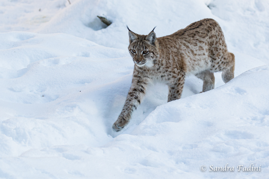 Eurasischer Luchs (Lynx lynx) 24 - captive