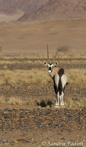 Spießbock oder Südliche Oryx (Oryx gazella) 02 - Namibia