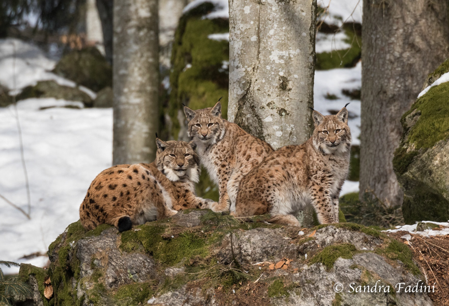 Eurasischer Luchs (Lynx lynx) 26 - captive mit Jungtieren