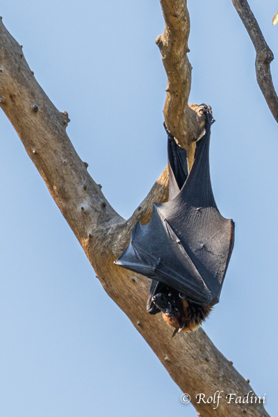 Indischer Riesenflughund (Pteropus giganteus) 06 - Sri Lanka