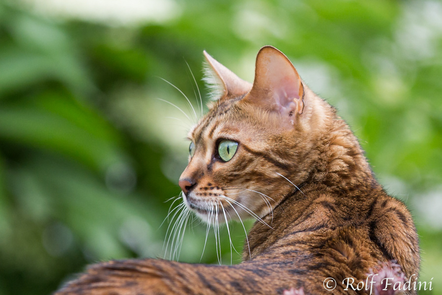 Bengal Katze 32 - Katze