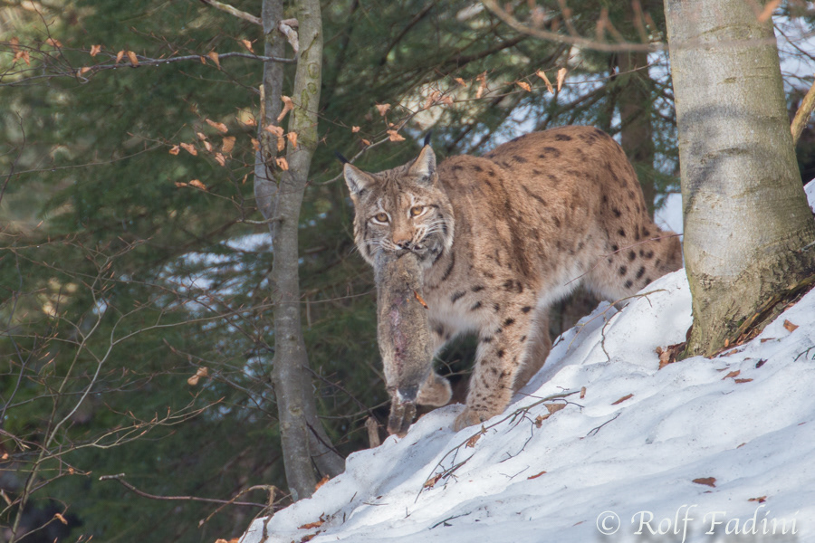 Eurasischer Luchs (Lynx lynx) 08 - captive