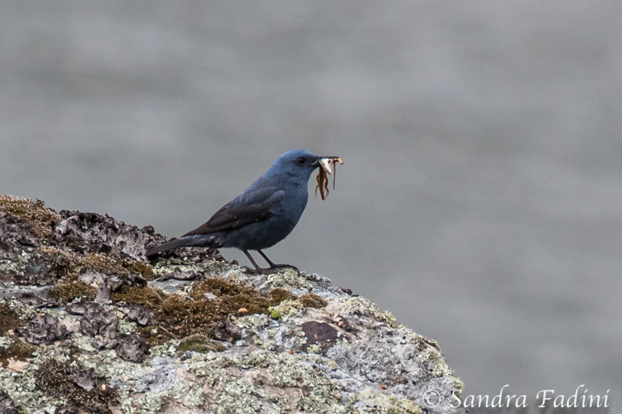 Blaumerle (Monticola solitarius) 02 - Männchen (Spanien)