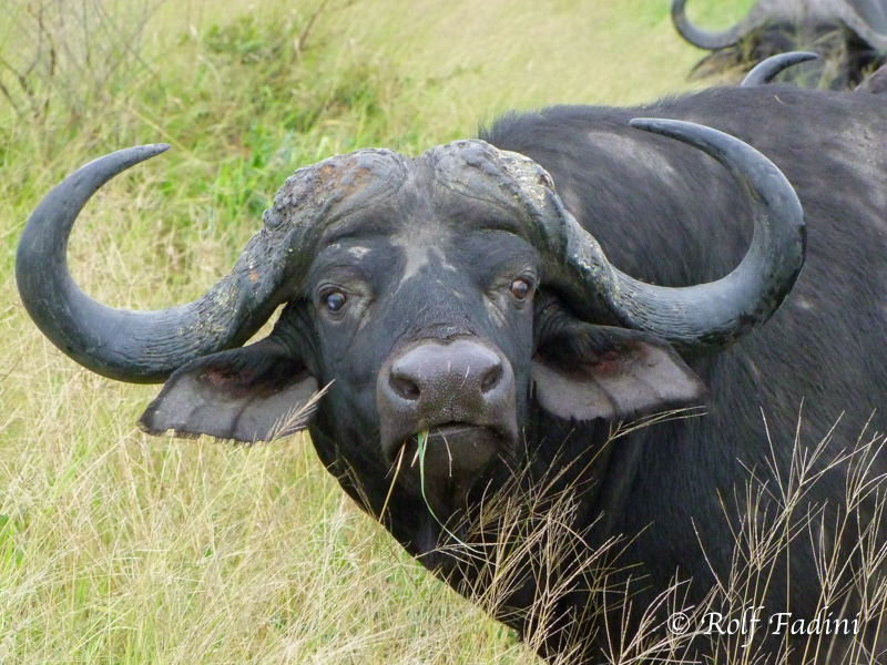Kaffernbüffel (Syncerus caffer) 03 - Südafrika