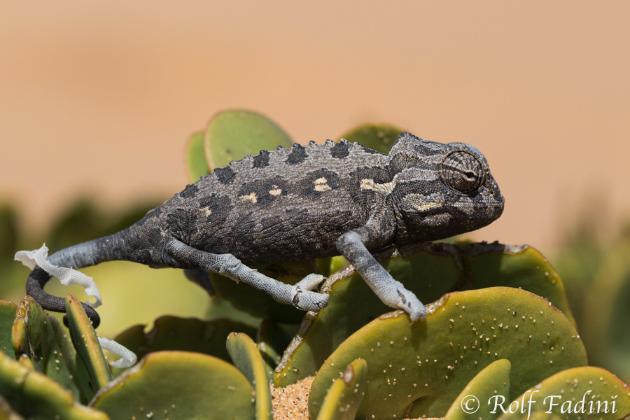 Namib-Wüstenchamäleon (Chamaeleo namaquensis) 02 - Namibia